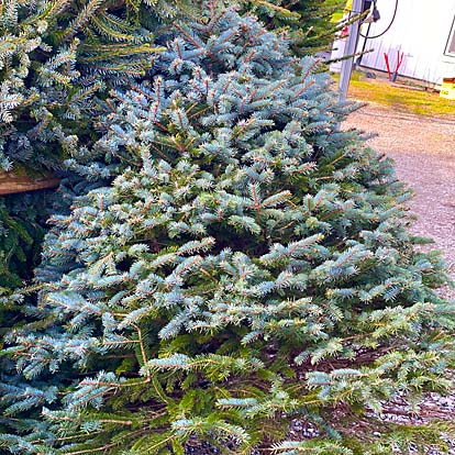 Concolor Christmas Trees
